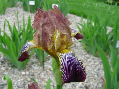 P Iris x lurida [Plettenburg] DSCN6996.JPG