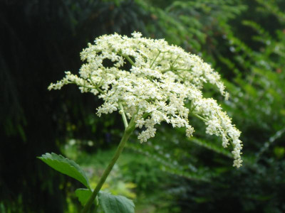 DSC06229.JPG