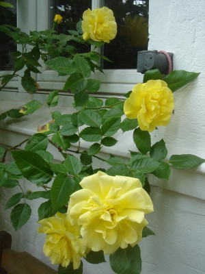 DSC06215.JPG