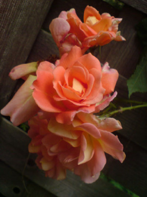 westerland7_07.JPG