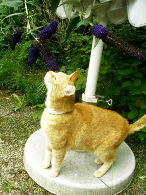 18_07_2004_Joe_und_der_Schmetterlingsflieder.JPG