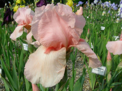 P One Desire 1960 Shoop Susanne Weber reinstes Rosa DSCN7195.JPG