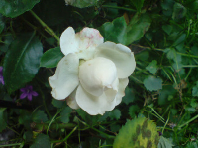 martine_guillot_1.JPG