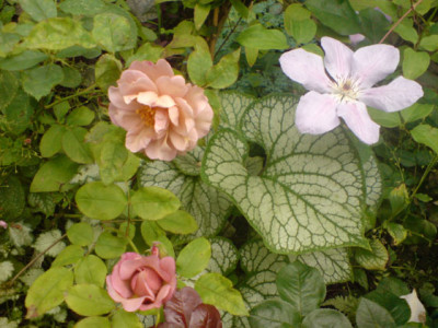 rosenbegleiter_lavender_pinocchio_mit_brunnera_jack_frost.JPG