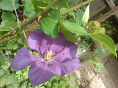 ascotiensis.JPG