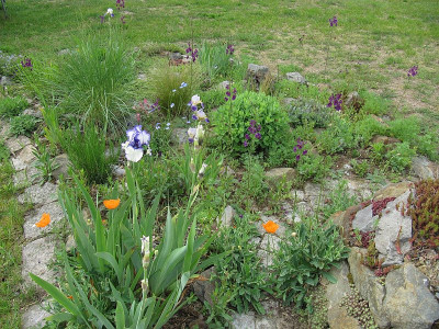 IMG_6296_Wiesenbeet_26Mai2019_.jpg