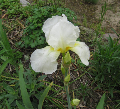 IMG_6207_Iris_Lugano_25Mai2019_.jpg