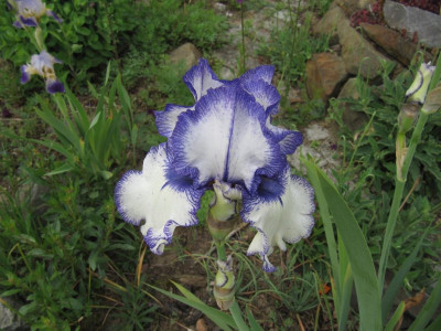 IMG_6292_Iris_Orinoko_Flow_26Mai2019_.jpg