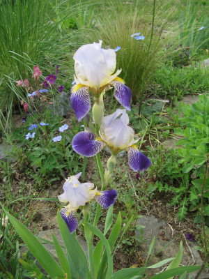 IMG_6294_Wiesenbeet_26Mai2019_.jpg