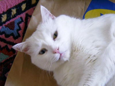 08_08_2004_Linus_und_Ikea_5.JPG