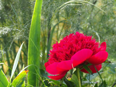 Red Charme P5260013.JPG