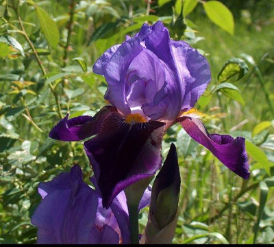 iris3.jpg