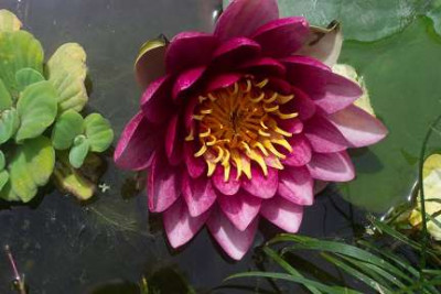 seerose_1.jpg