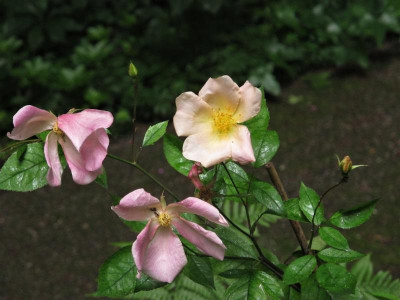 mutabilis.img.JPG