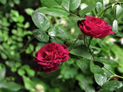zigeuner3.img.JPG