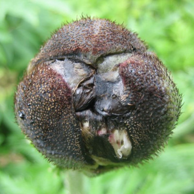 Pap._orientale_Juliane_53681.jpg