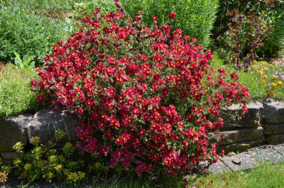 Helianthemum-HartswoodRuby.19-2.jpg