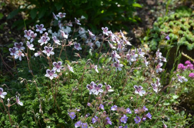 Erodium_trichomanifolium.19-1.jpg