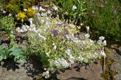 Silene_uniflora-DruetsVariegated.19-1.jpg