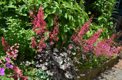 Heuchera-Milan.19-1.jpg