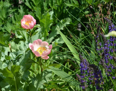 Paeonia-AbalonPearl.19-1.jpg