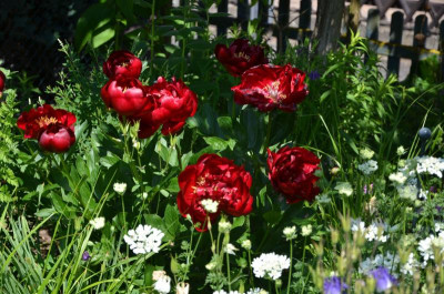 Paeonia-Buckeye-Belle.19-1.jpg