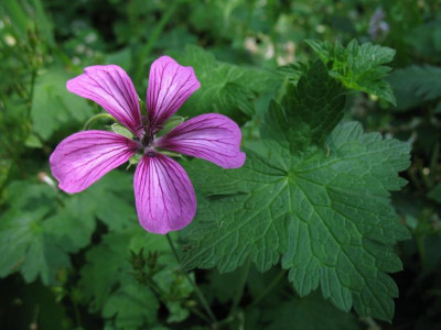 Geraium_Sue_Crug01.jpg