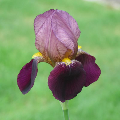 IMG_6377.JPG