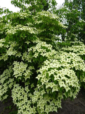 Cornus kousa Milky Way Mai 2019.JPG