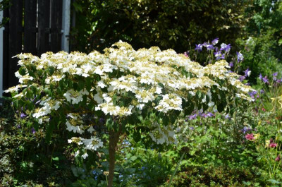 Viburnum Summer Snowflake.19-1.jpg