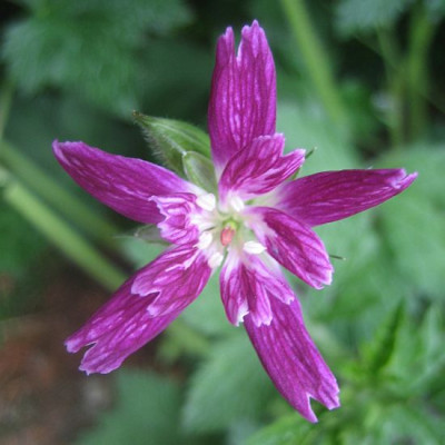 Geranium_Thurstonianum_5145_r11.jpg