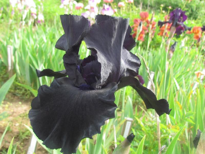 Black Suited.jpg