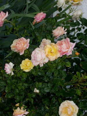 Rosenclown4.jpg