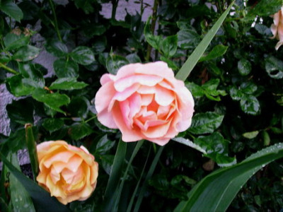 Rosenclown3.jpg