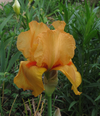 IMG_6334_Iris_Feu_du_Ciel_27Mai2019_.jpg