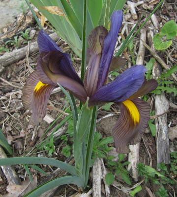 IMG_6358_Iris_27Mai2019_.jpg