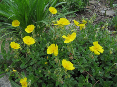 IMG_6353_Helianthemum_27Mai2019_.jpg