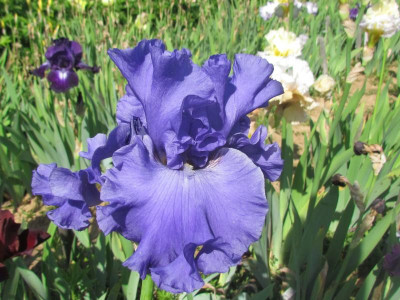 Yaquina Blu.jpg