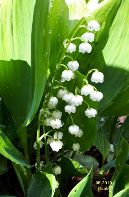 Maigloeckchen 05.2019.jpg