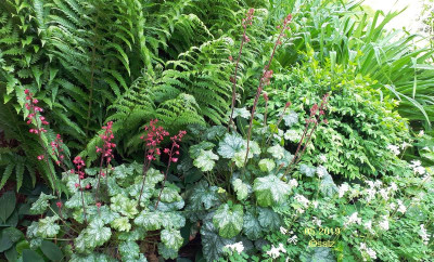 Heuchera Paris.jpg
