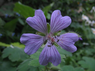 Geranium_Philippe_Vapelle_01.jpg