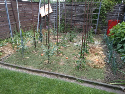 Tomaten 19527.jpg