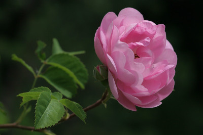 Rosa_Raubritter_1.jpg