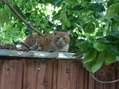 katze01.jpg