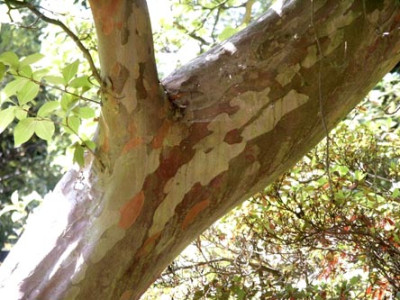 Wisley_Stewartia_kl.jpg