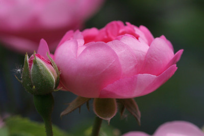 Rosa_Raubritter_2.jpg