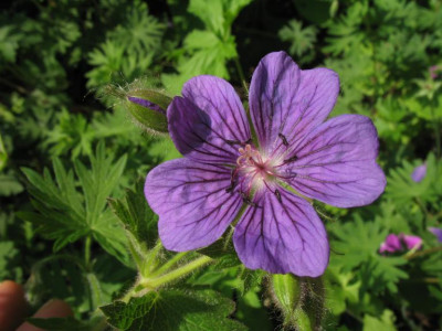 Geranium_platypetalum_01.jpg