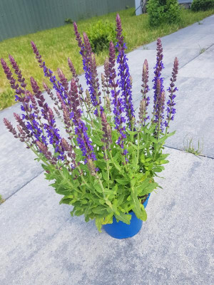 20190528_131940.jpg