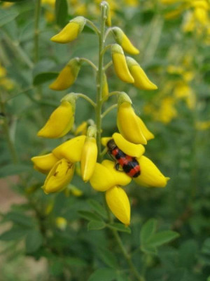 cytisus_nigricans_Cyni_2_2007-05-31.jpg
