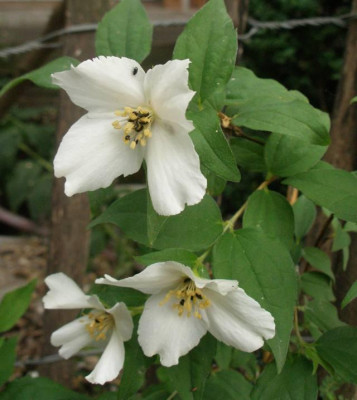 fuer_crispa_2007-05-25.jpg